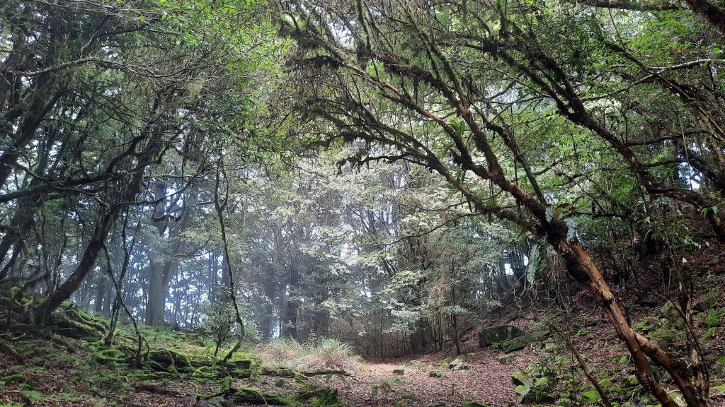 《台中》迷霧巨木為伴｜走訪大雪山船型山20210904_1454194