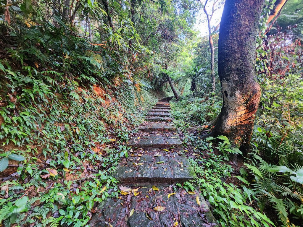 20250427大山背山田寮山毬子山騎龍山_2933631