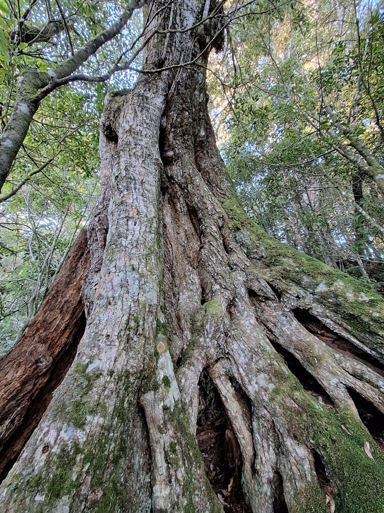 稍來神木+稍來山+稍來山南峰O型20241229_2679009
