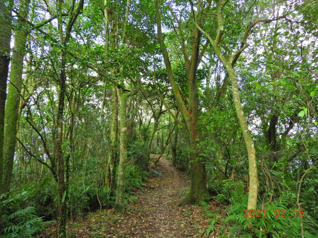 新北 雙溪 上內平林山、下內平林山_1273161