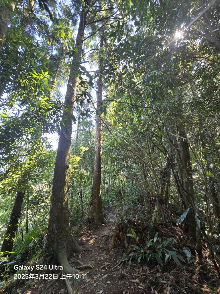 2025-03-22油羅山步道_2743396