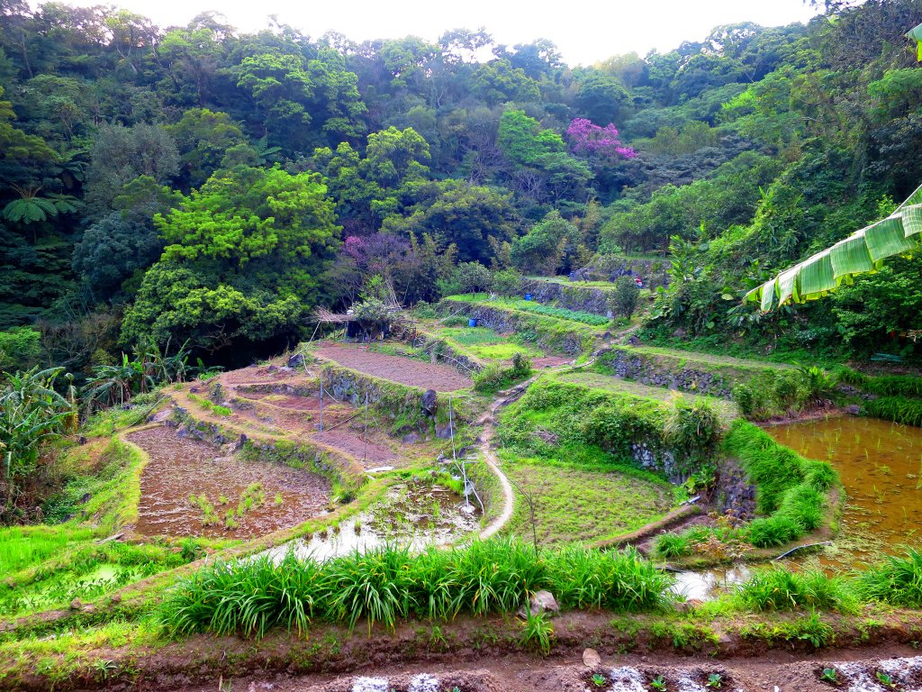 【台北北投】走十八份水圳步道 賞觀音山夕照_1743561