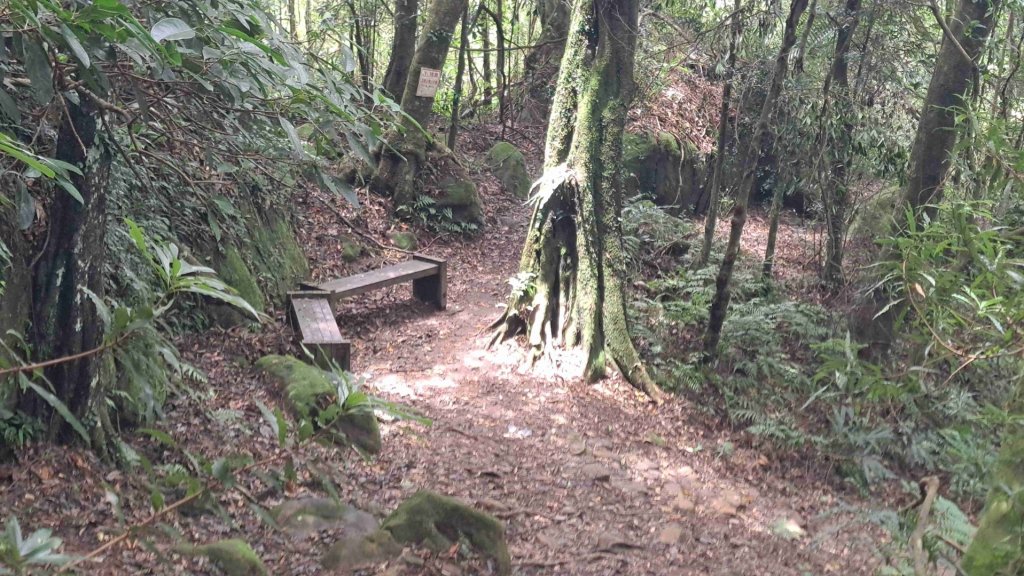(6/10)五指山登山步道_2247437