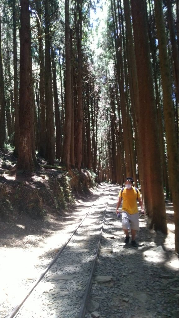 嘉義百大步道：特富野古道_1390329