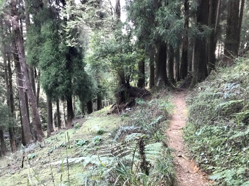 自忠上東水山連走特富野古道_1244545