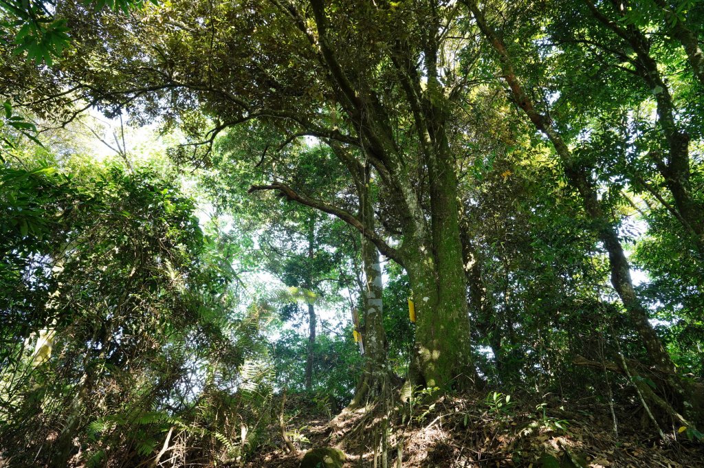 苗栗 南庄 神桌山、大屋坑山、細湖頂山、象山_2533571