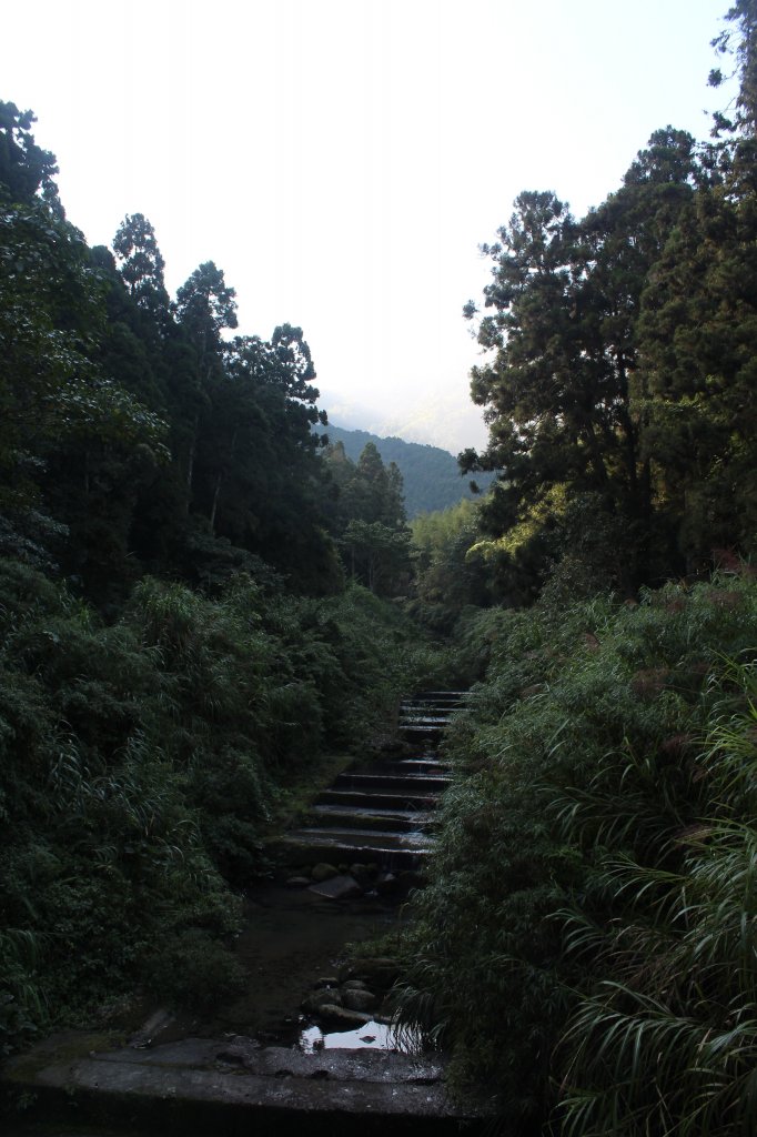 20201010南投溪頭_1145659