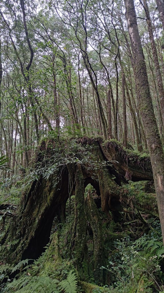 棲松縱走未竟_2918317