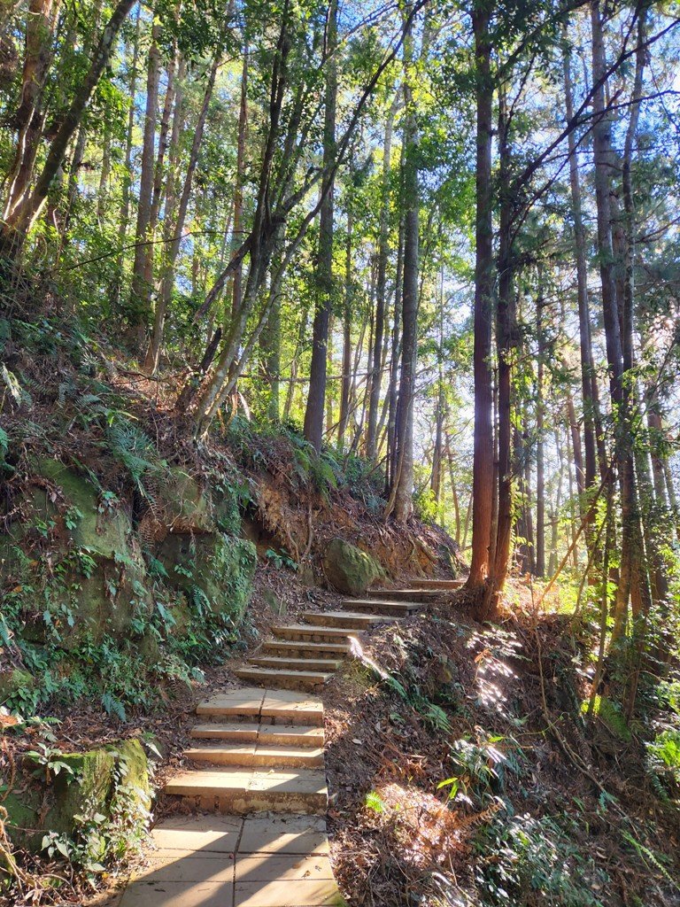 雲嶺之丘連走木馬古道O繞_2665814