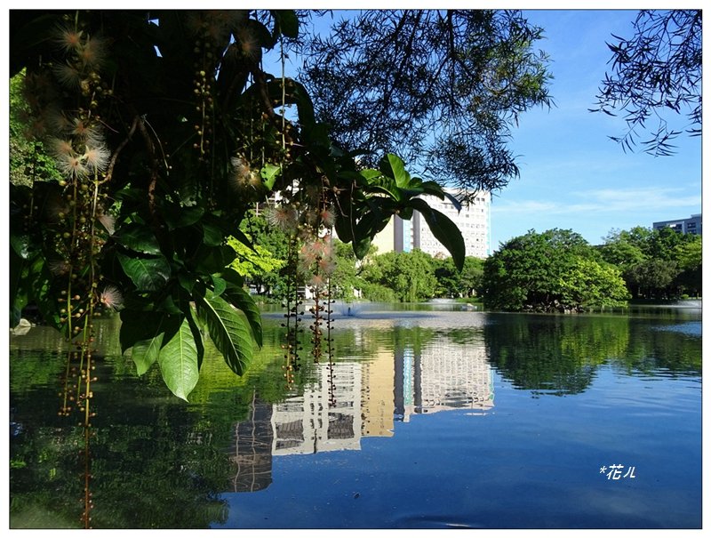 穗花棋盤腳花開_1753752