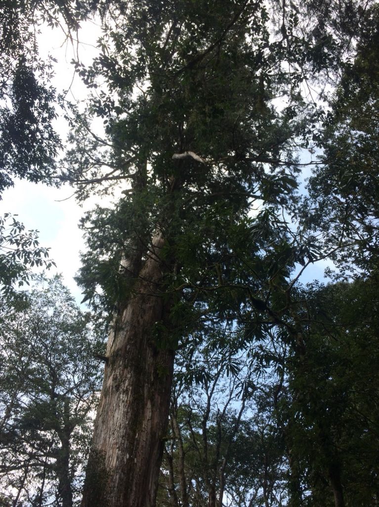 米羅山之木_292677