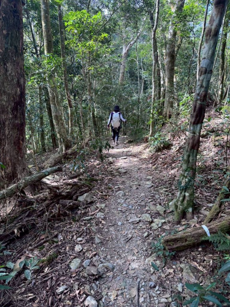 🌈1/11（日）六龜警備道~小百岳~鳴海山×網子山✨FB：熊熊趴爬走🌈_2980541
