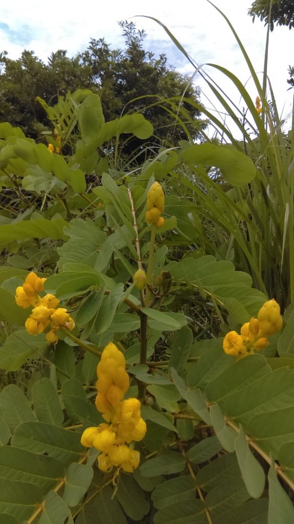 《桃園虎頭山迷航記》_1028601
