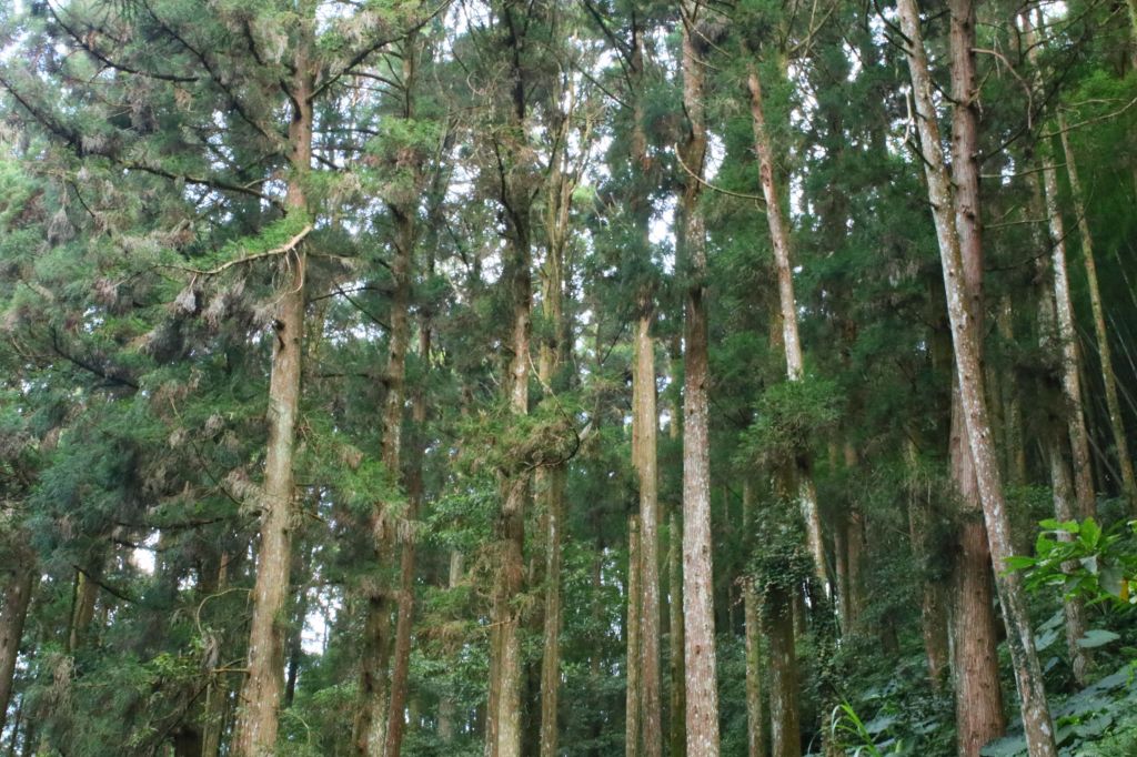 奮起湖木馬棧道_194377