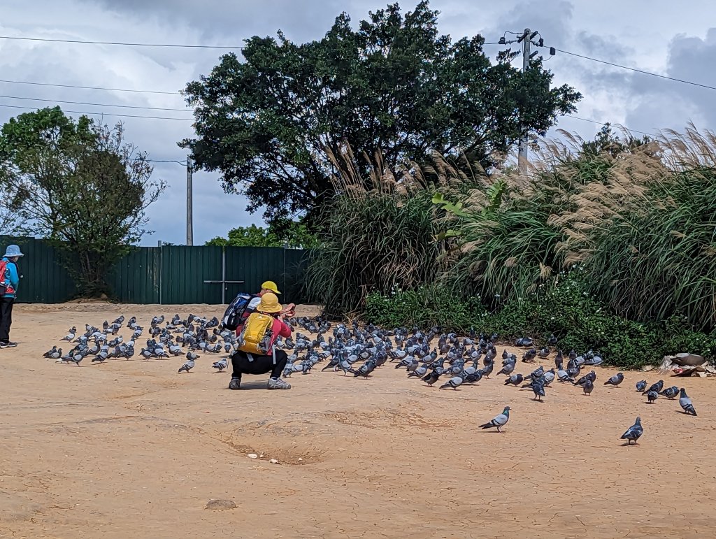 桃園虎頭山七連峰Ｏ型路線_2040514