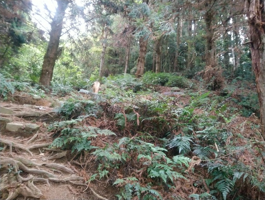 鳶嘴西稜到鳶嘴山O型回到19K大水桶_944902