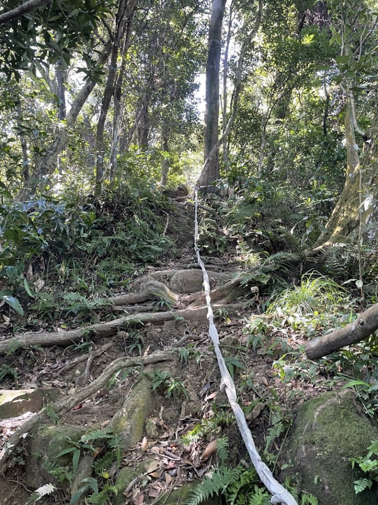 【天上山系】望月亭桐花_2869363
