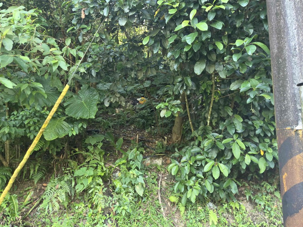 20260924濕水子山北峰-四分子山-東南峰封面圖