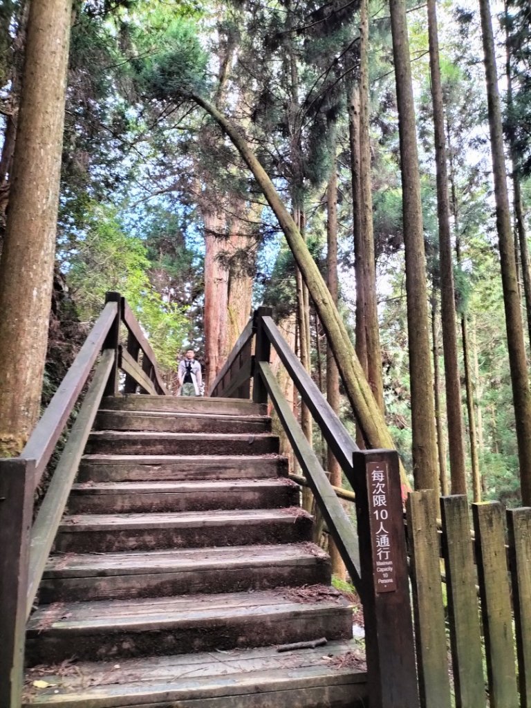 檜山巨木群步道_2250307