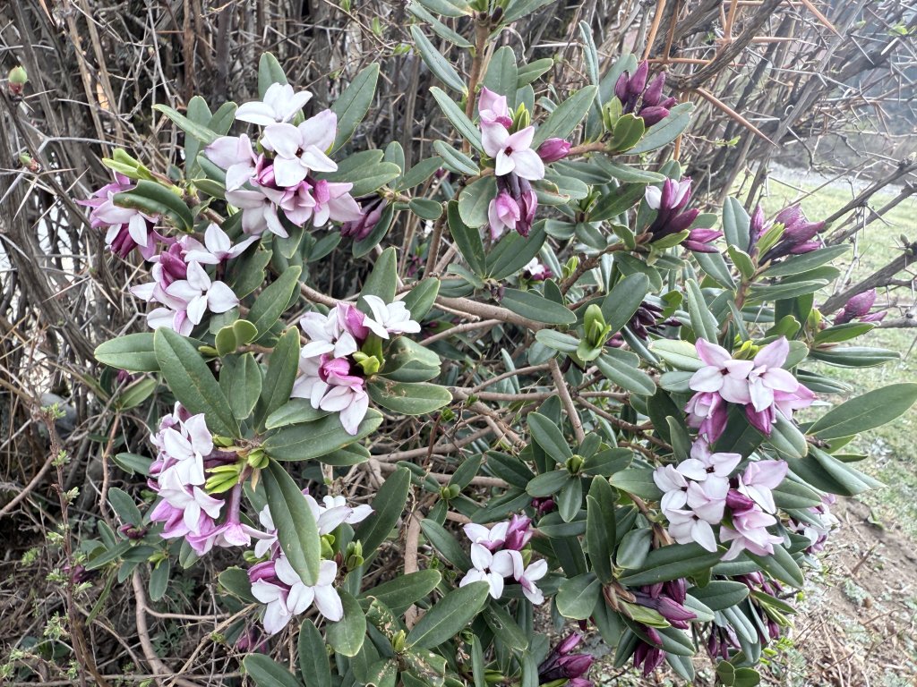 扎尕那環線-扎尕那漫遊_2810193