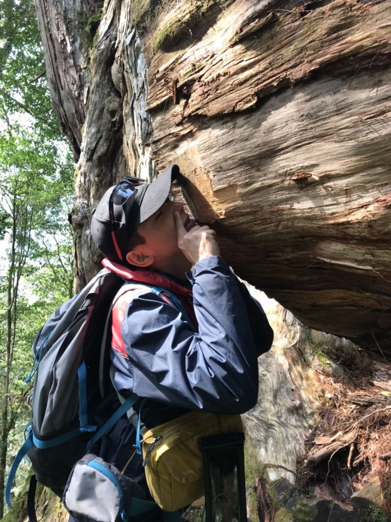 米羅山之木_292394