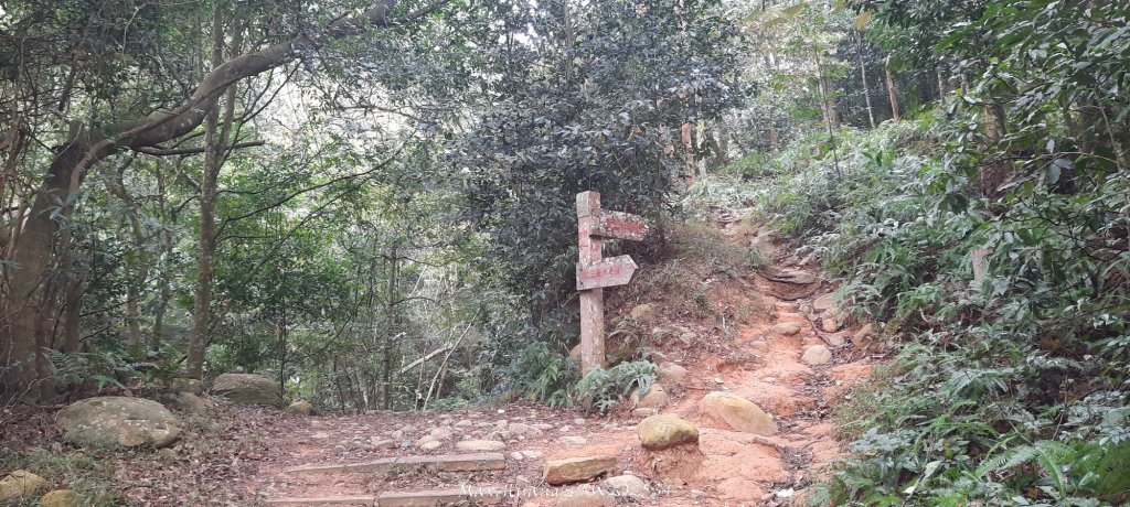 《苗栗》霧雨寒流｜三義三角山步道20251225_2969199