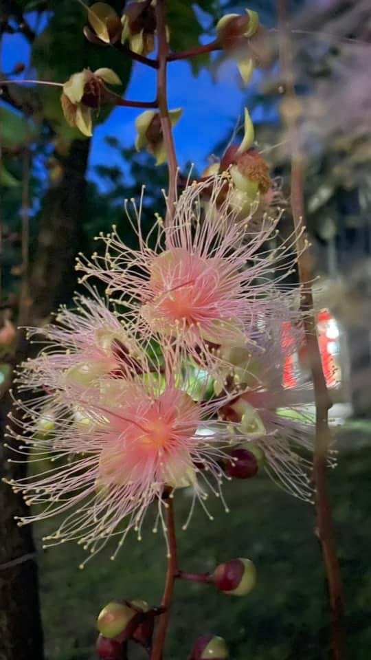 夜衝台大追ㄧ夜美人/穗花棋盤腳_2574181