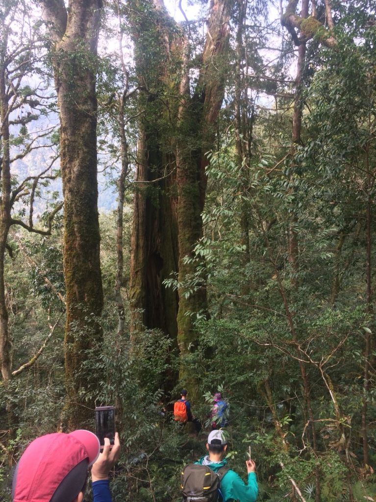 米羅山之木_292640