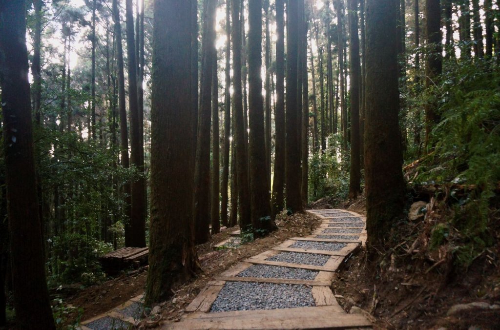 奮起湖大凍山步道_2011443