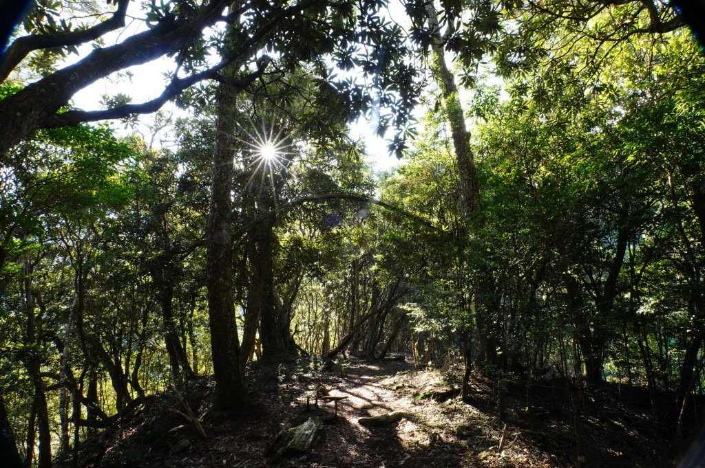 台中 和平 南松鶴山、八仙山、東松鶴山_2877942