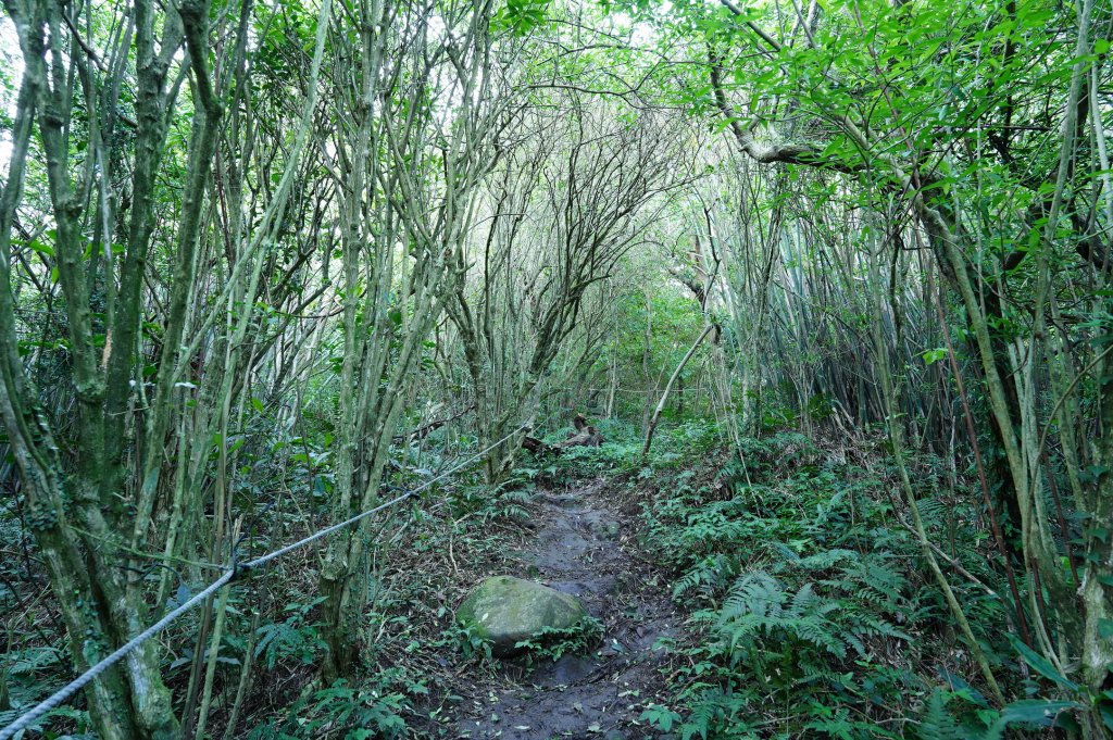新北 八里 觀音山、牛港稜山_2681336