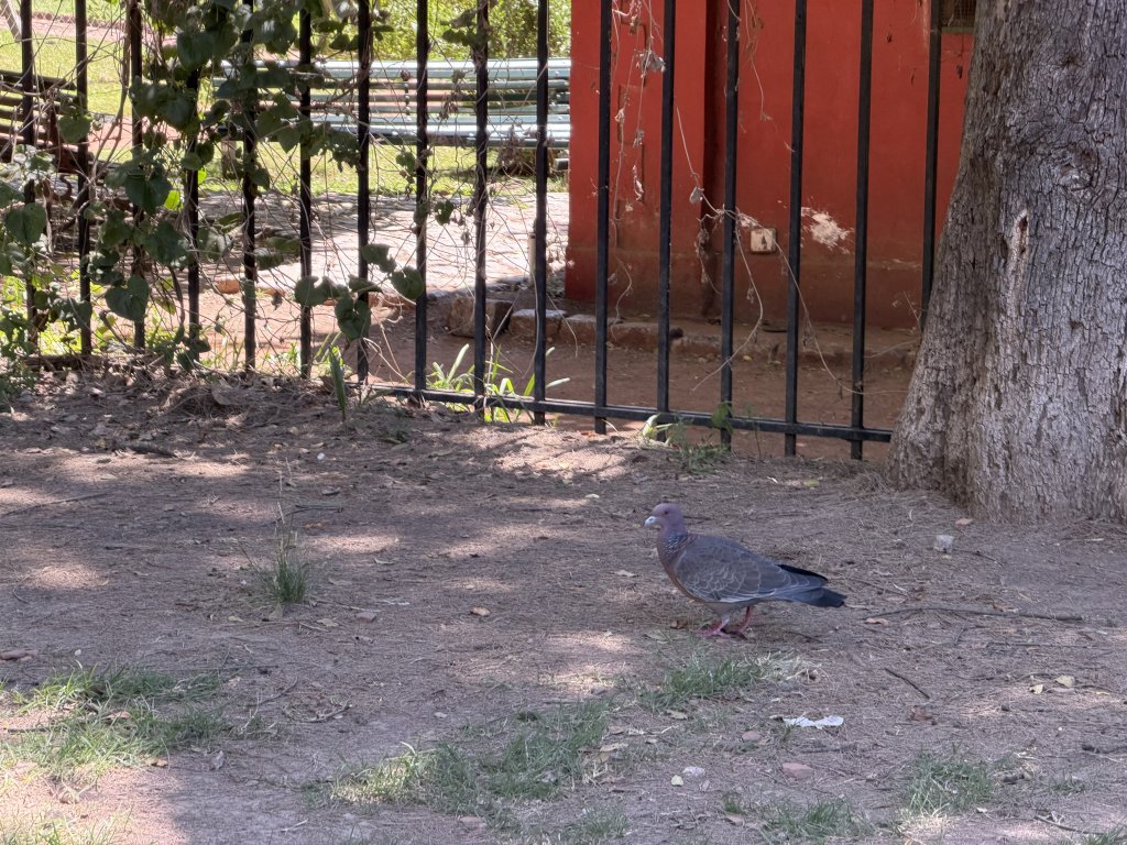 [紐約馬之行-59] 2025_1114 卡洛斯·泰斯植物園-上_2953912