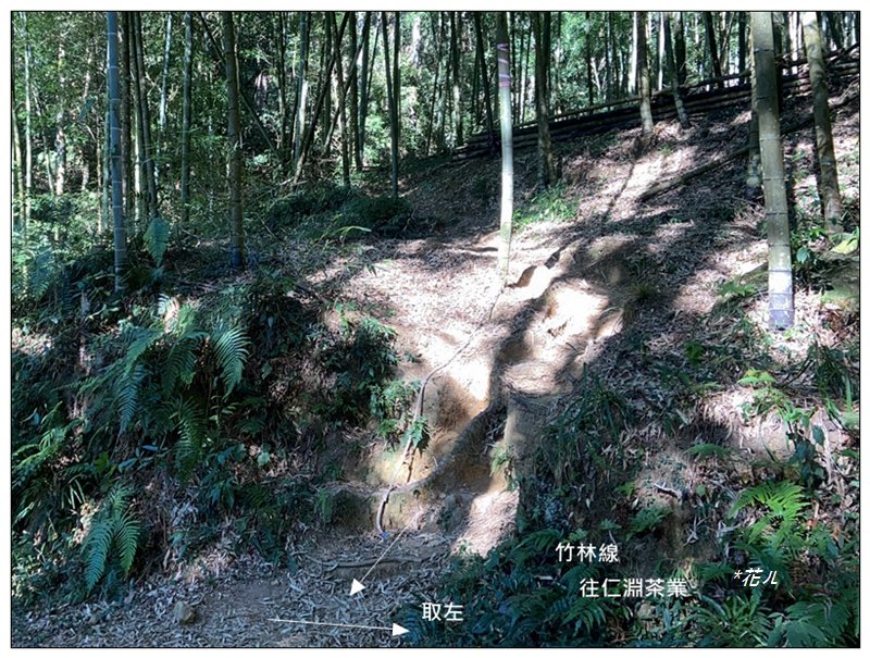 嶺頭山、金柑樹山、忘憂森林 O型一圈_2944763