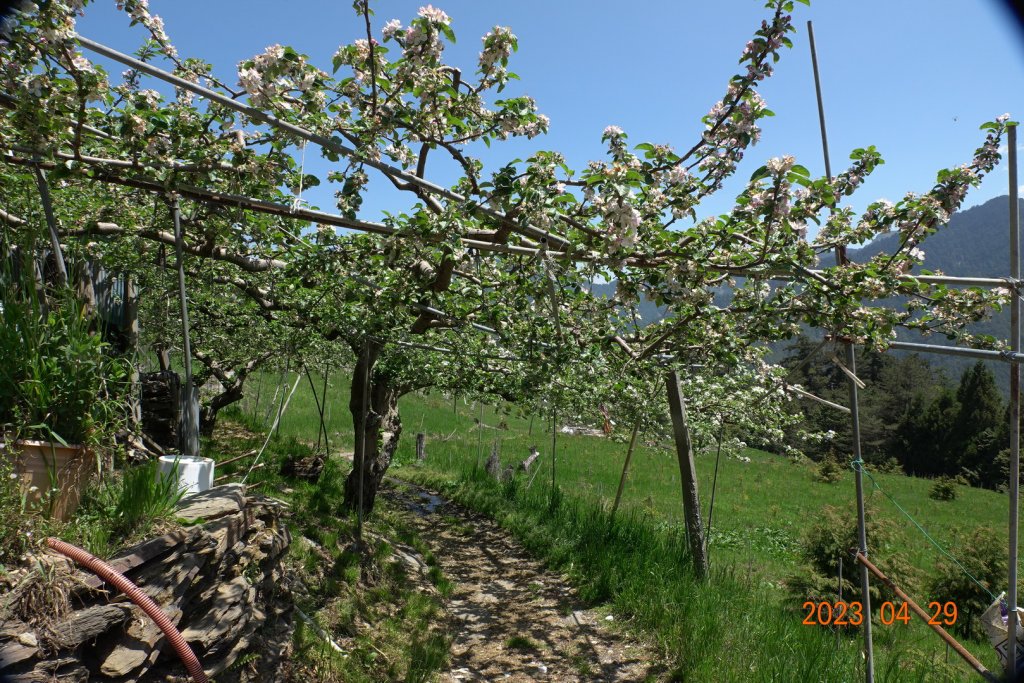 南投 仁愛 武法奈尾山_2133717