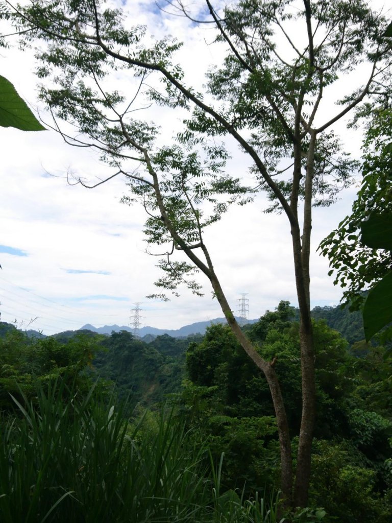 桐林花廊、北坑溪、樟樹林步道-奧山_599602