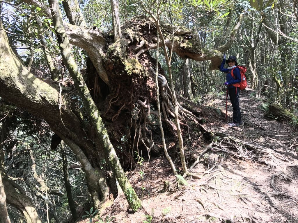 塔曼山自在行_109495