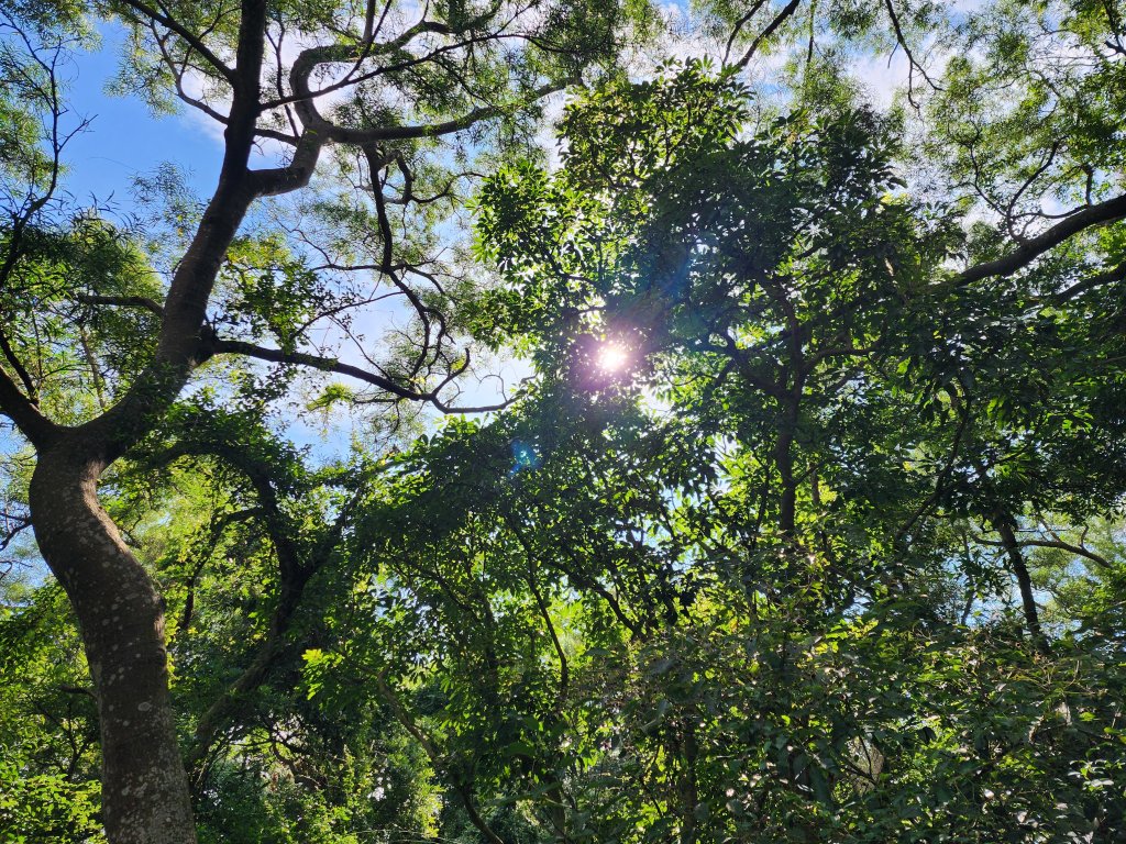 新竹新埔｜文山步道｜犁頭山_2891106