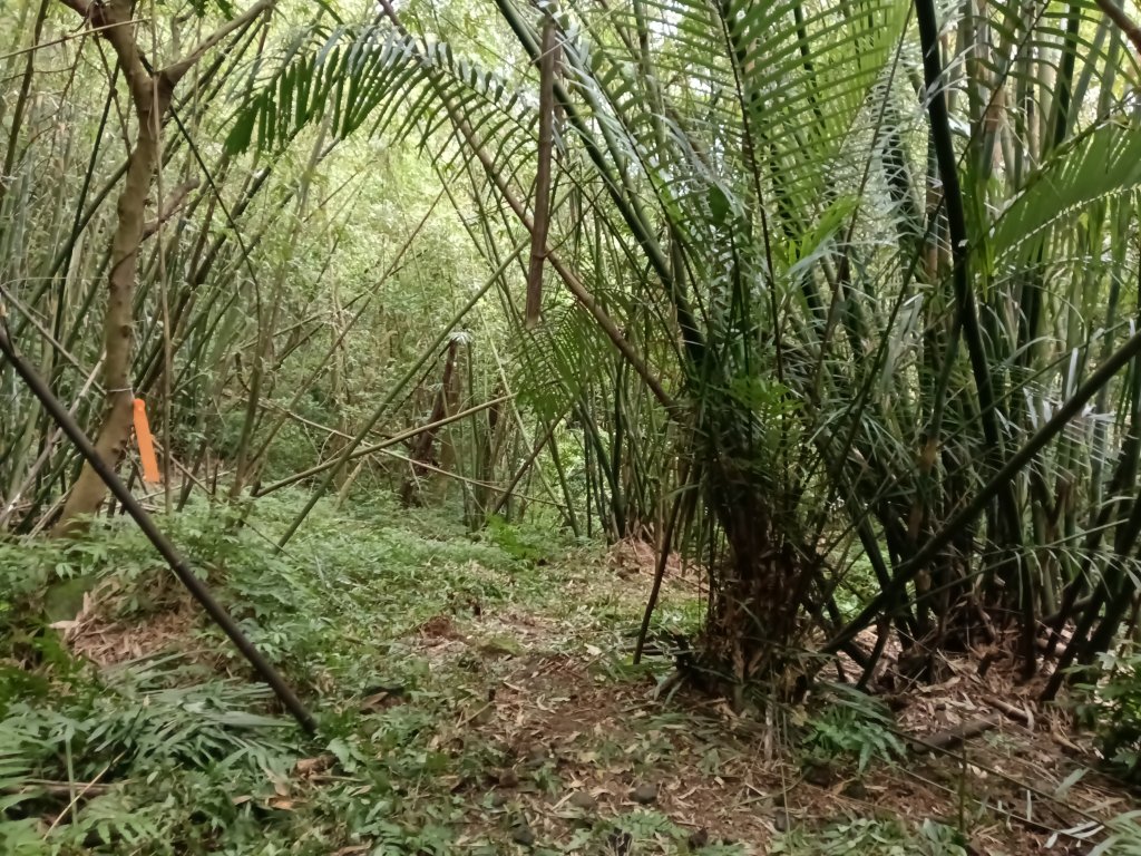 雙溪區彎穹平林山+平湖東步道+紙坑古道(億山煤礦)+紙坑山出平水聚落O型_2965855