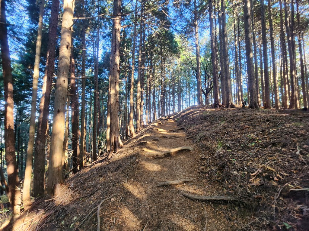 20251127陣馬山至高尾山_2959084