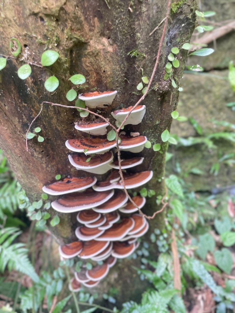 雙溪-四柑八字縱走/磐石-土地公山上下內平林山-石笋-焿子寮古道-猴硐-金瓜石大小粗坑古道_2821797