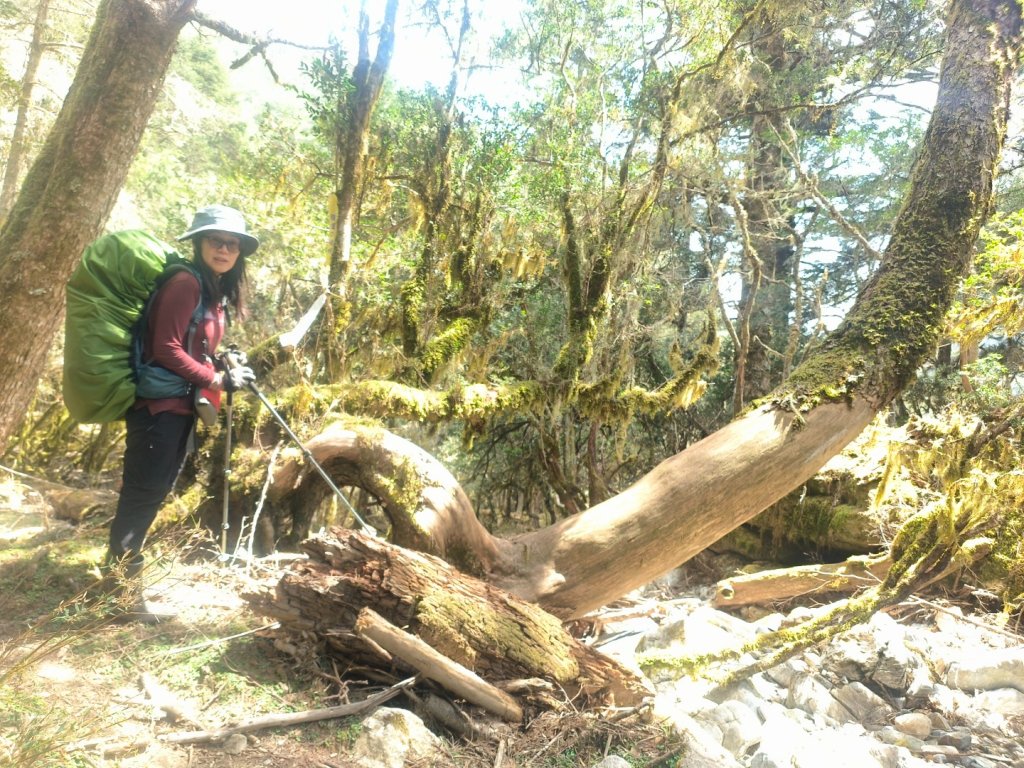 20240322 馬博8天縱走~第七天，馬西山，喀西帕南山_2471505