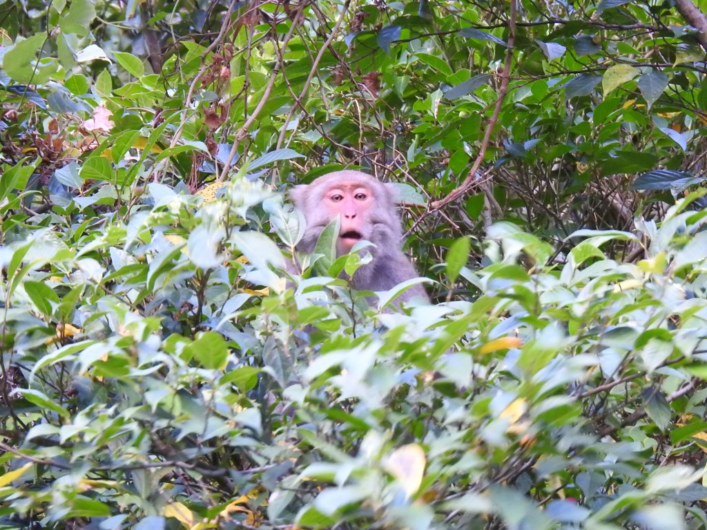 20220828佐倉、撒固兒_1823123