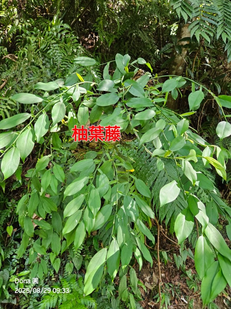 小百岳三角崙山(東南峰)全紀錄_2879891