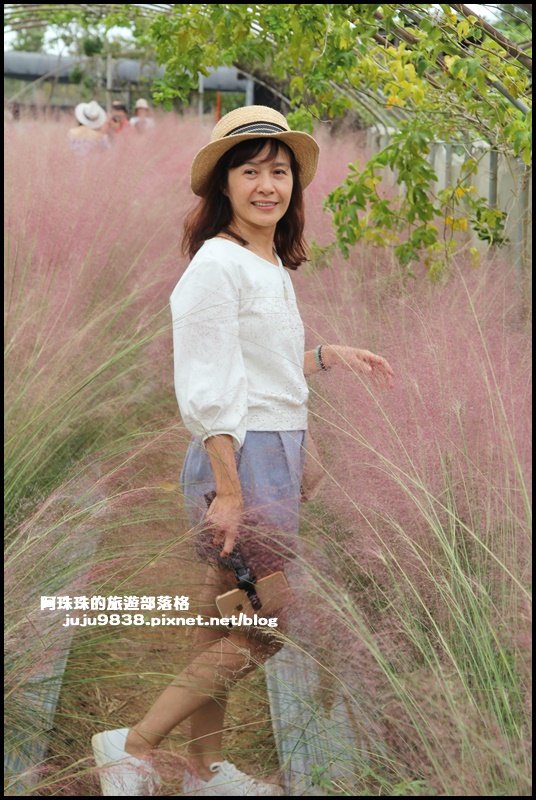 桃園觀音。向陽農場粉紅浪漫小清新粉黛草_1140480