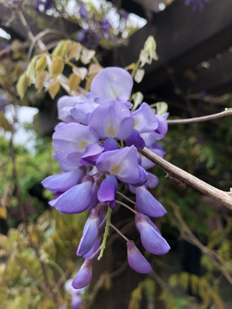 天母水管路步道、紗帽山、七星山來回走_1662148