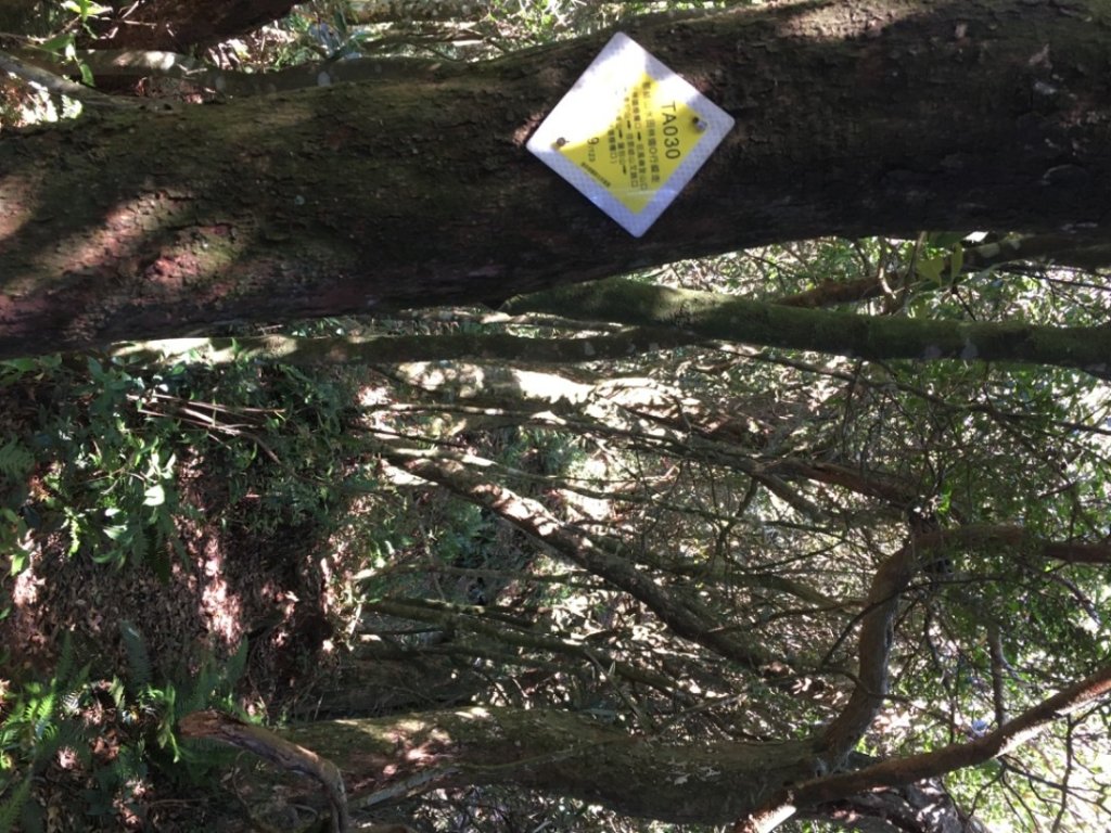 鳥結o. (內鳥嘴、那是山_2595888