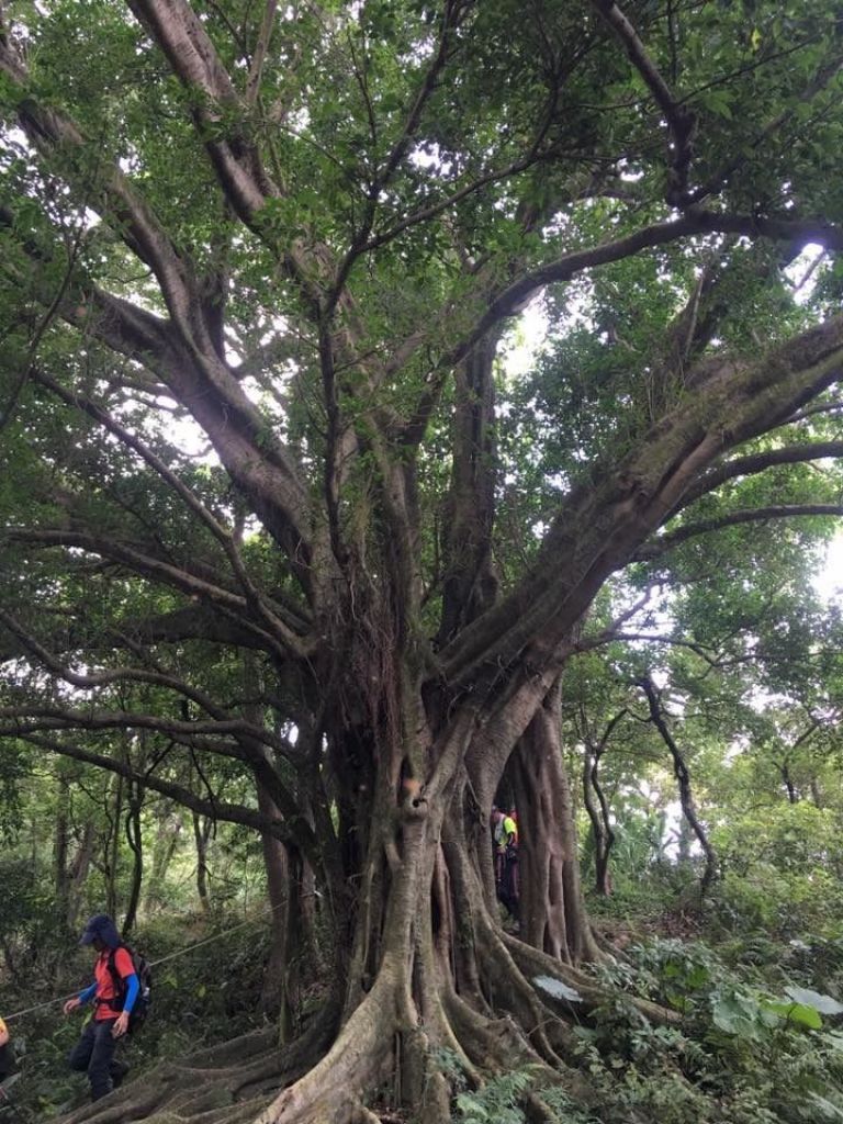 環大台北天際線第8段（迴龍-鶯歌）_397671