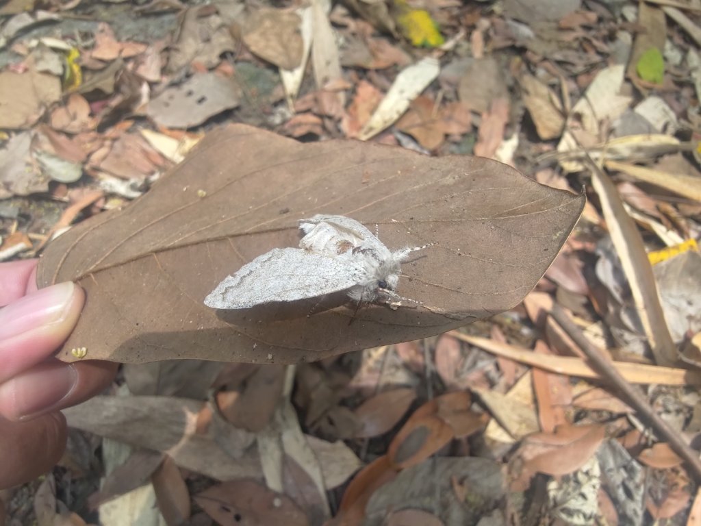 大埔頂坪林_2470079