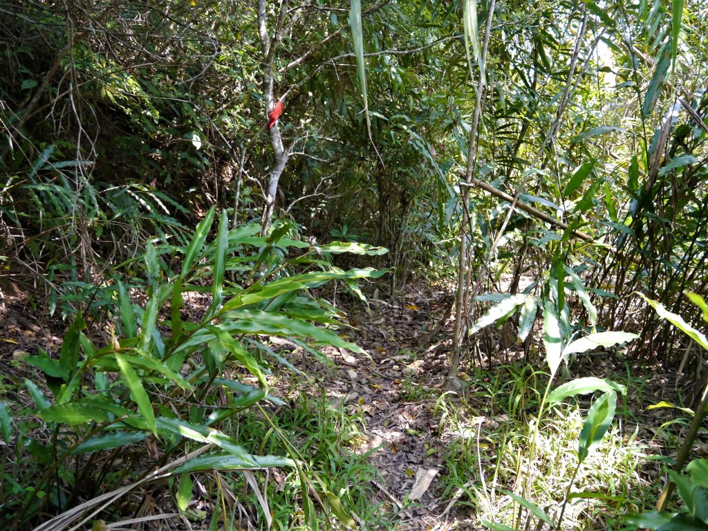 加奈美山(從加津林聯外道路)_1324384