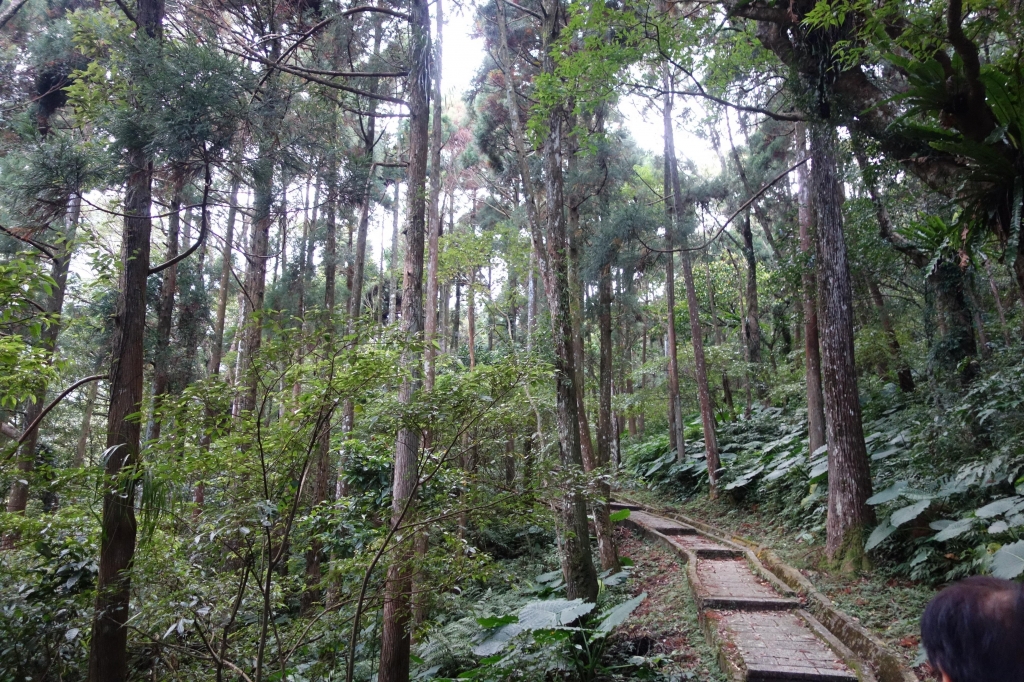 ＊步道小旅行＊三峽滿月圓森林步道_1613